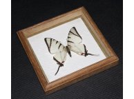 Framed Graphium agetes Butterfly