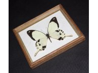 Framed Dardanus dardanus Butterfly
