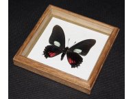 Framed Eurytides xynias Butterfly