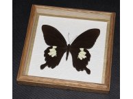 Framed Papilio nephelus Butterfly