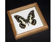 Framed Papilio demoleus Butterfly