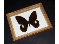 Framed Papilio castor Butterfly