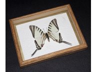 Framed Eurytides agesilaus Butterfly