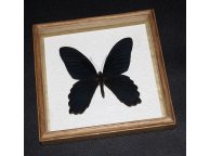 Framed Papilio taiwanus Butterfly