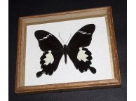 Framed Papilio nephelus Butterfly