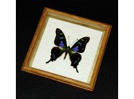 Framed Graphium weiskei Butterfly