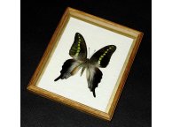 Framed Graphium codrus Butterfly