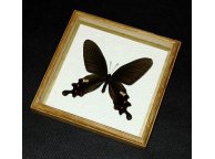 Framed Antrophaneura polyeuctes Butterfly