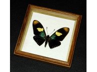 Framed Mimoides pausanias Butterfly