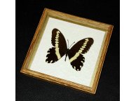 Framed Papilio gallienus Butterfly