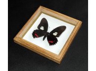 Framed Butterfly