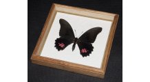 Framed Papilio anchisiades Butterfly