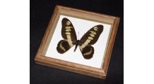 Framed Graphium latreillianus theorini Butterfly