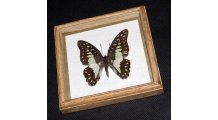 Framed Swallowtail Butterfly