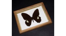 Framed Papilio castor Butterfly