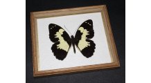 Framed Papilio euchenor Butterfly