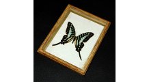 Framed Papilio aristeus bitias Butterfly