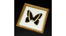 Framed Papilio gallienus Butterfly