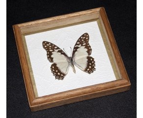 Framed Papilio pylades Butterfly