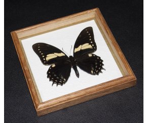 Framed Papilio aristeus Butterfly