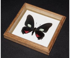 Framed Eurytides xynias Butterfly