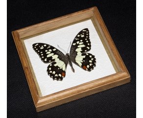 Framed Papilio demoleus Butterfly
