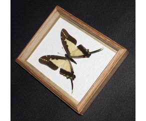 Framed Swallowtail Butterfly
