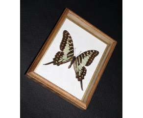 Framed Graphium antheus Butterfly