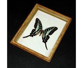 Framed Papilio aristeus bitias Butterfly