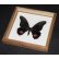 Framed Papilio anchisiades Butterfly