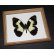 Framed Papilio euchenor Butterfly