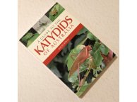 Кузнечики Австралии. Katydids of Australia